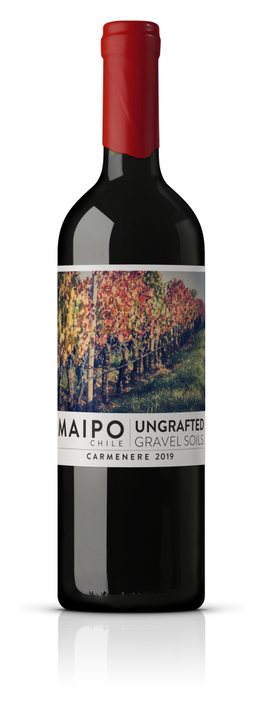Ungrafted Carmenère