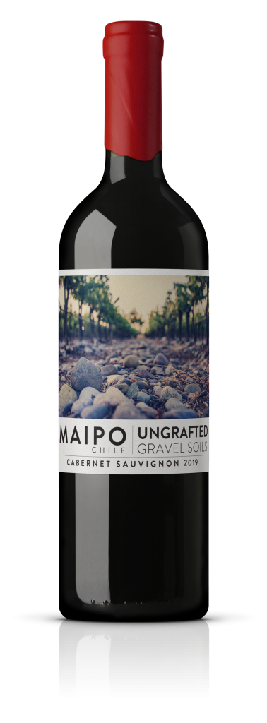 Ungrafted Cabernet Sauvignon