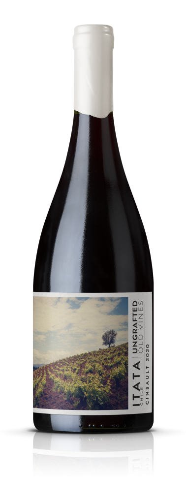 Ungrafted Cinsault