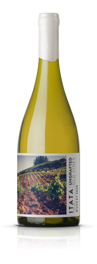 Ungrafted Muscat