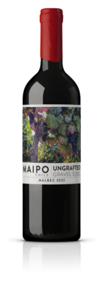 Ungrafted Malbec