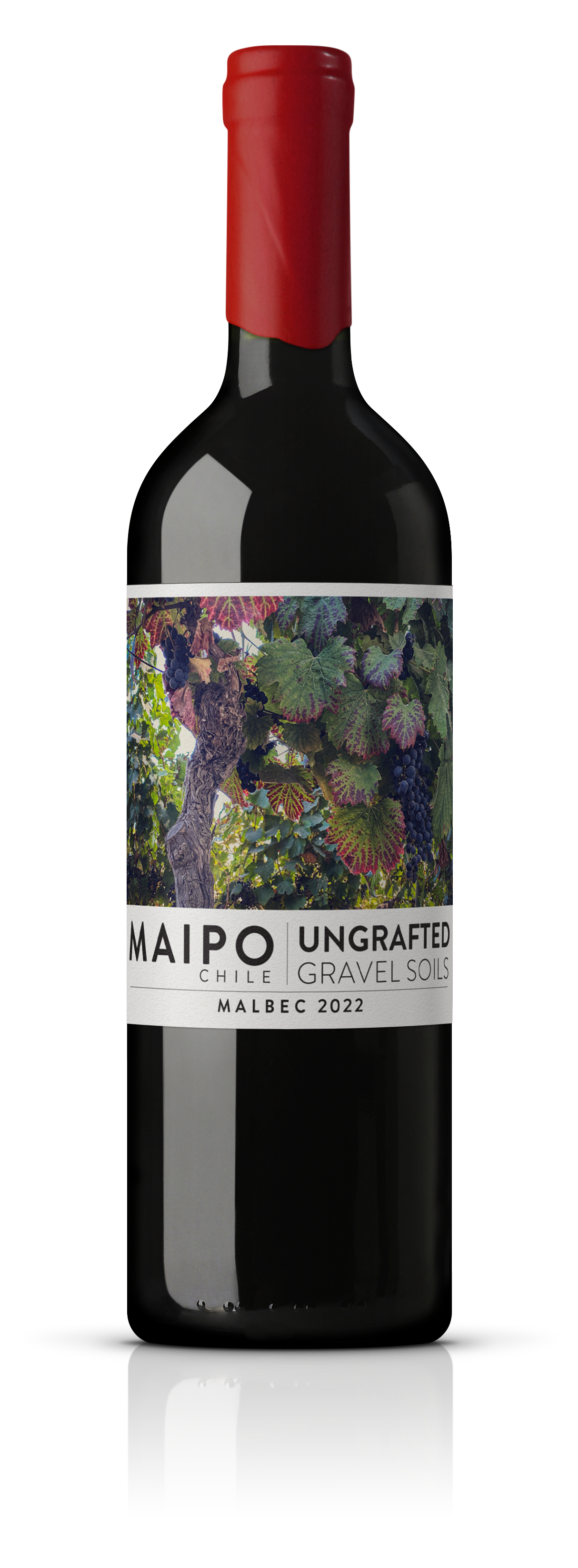 Ungrafted Malbec